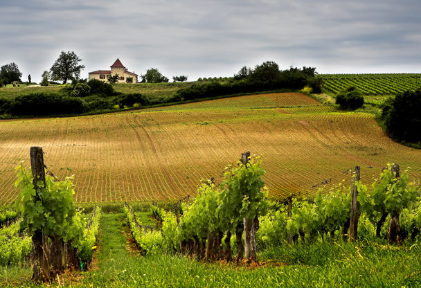 Winery - Photo, image