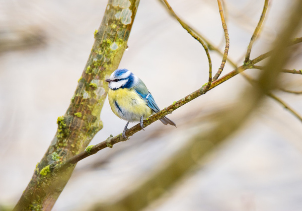 Синиця Блакитна птах
 - Фото, зображення