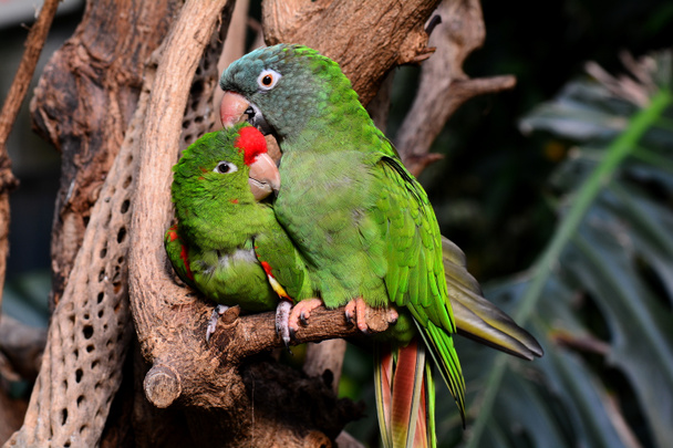 Παπαγάλοι snuggling πράσινο δείχνουν την αγάπη για τον άλλον. - Φωτογραφία, εικόνα
