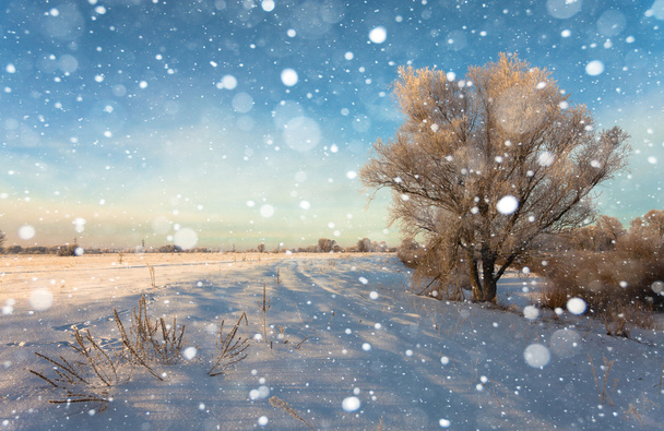 hermoso paisaje de invierno con árboles cubiertos de nieve - Foto, imagen