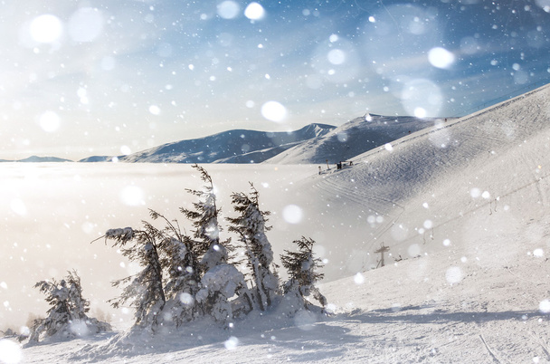 Árvores cobertas com geada e neve nas montanhas - Foto, Imagem