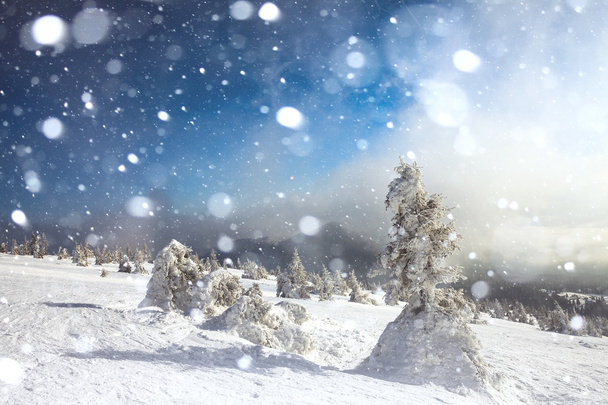 Dağlarda kar ve karla kaplı ağaçlar - Fotoğraf, Görsel