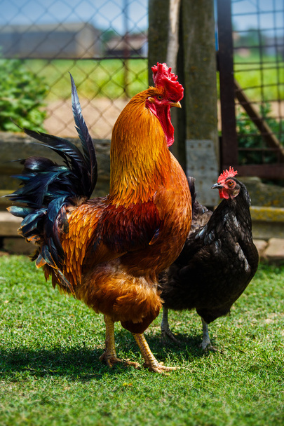 Galo bonito e galinha no amor
 - Foto, Imagem