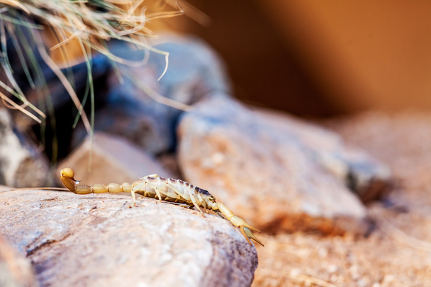 desert hairy scorpion - Photo, Image