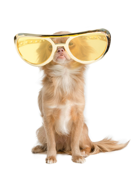 Dog with huge glasses - Foto, Imagem