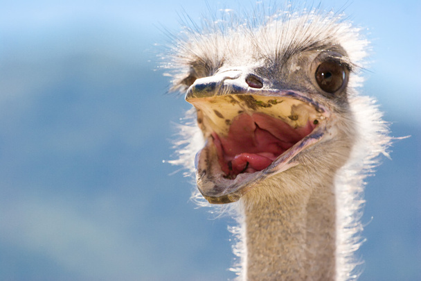 Curious ostrich portrait - Foto, Bild