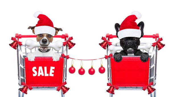 christmas sale dogs - 写真・画像