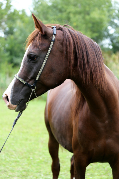 Head shot of a purebred arabian saddle horse - Photo, Image