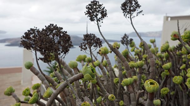 plantes colorées de l'île grecque santorini
 - Photo, image
