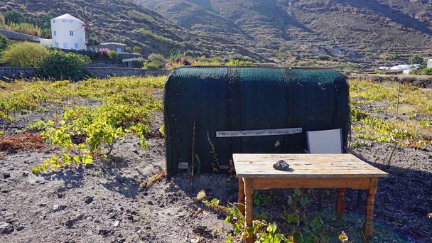 Weinfeld mit Weinpflanzen auf der Insel Santorini - Foto, Bild