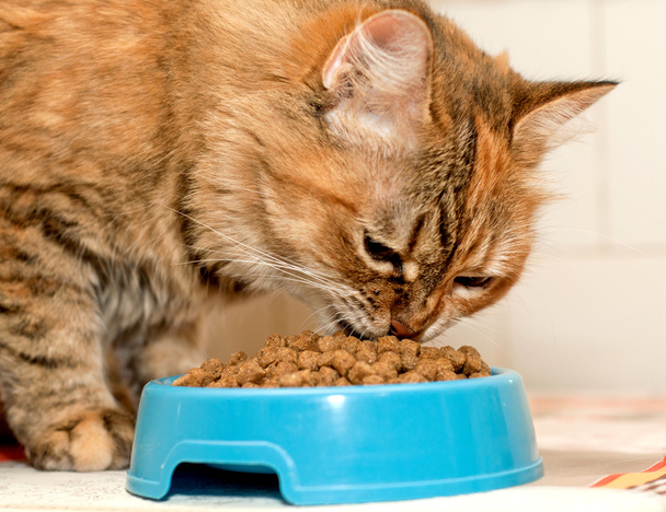 Gato come comida seca gatos
 - Foto, imagen