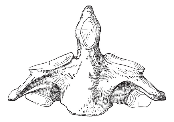Fig. 136. as (tweede cervicale wervel), vintage gravure. - Vector, afbeelding