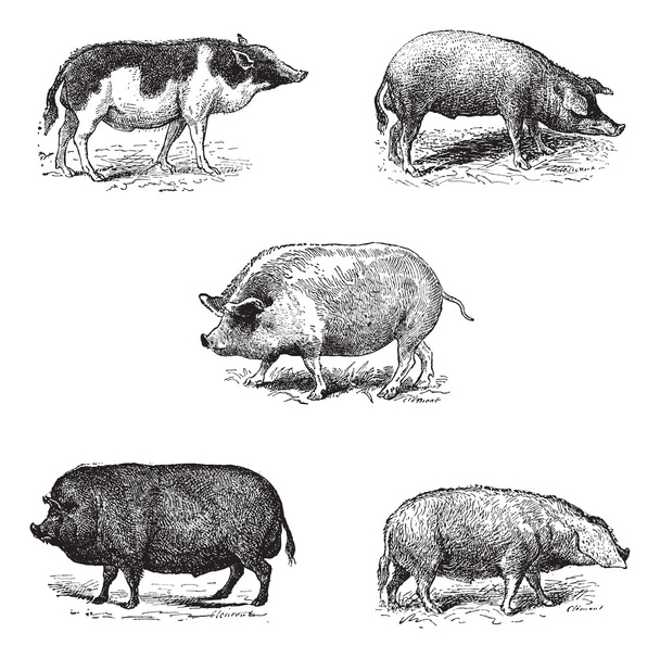 Cerdos 1. Cerdo Siam. 2. Carrera de cerdos Szalonta. 3. Porcino York. 4. Cerdo E
 - Vector, Imagen