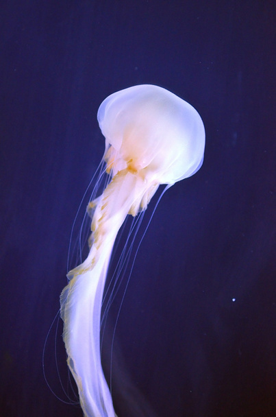 Skladem obrázek skupiny medúz - Fotografie, Obrázek