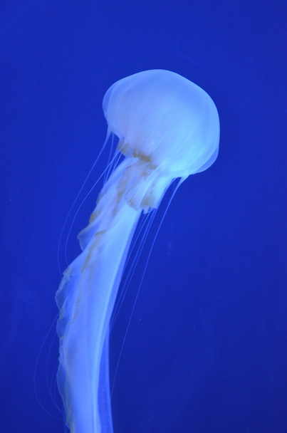 Imagen en stock de un grupo de medusas
 - Foto, imagen