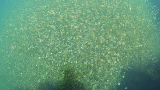 Lago de medusas de Palau
 - Metraje, vídeo