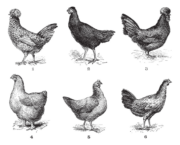 kippen, 1. Houdan kip. 2. duivin de pijl. 3. kip crevecoeur. 4. - Vector, afbeelding