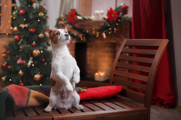 Dog Jack Russell Terrier holiday, Christmas - Foto, Imagem