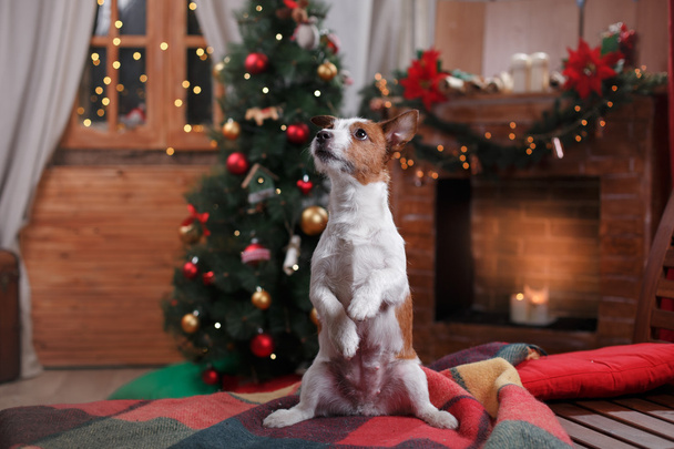Dog Jack Russell Terrier holiday, Christmas - Φωτογραφία, εικόνα