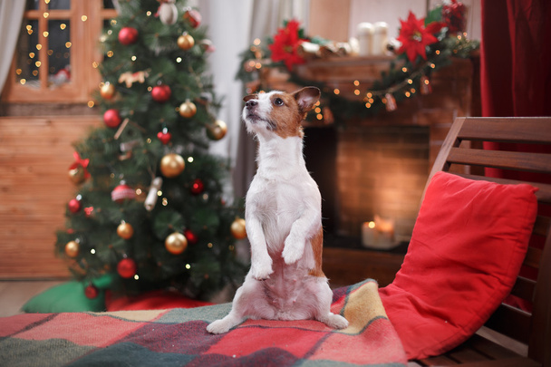 Σκύλος Jack Russell Terrier διακοπές, Χριστούγεννα - Φωτογραφία, εικόνα
