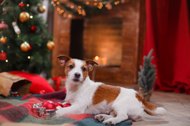 Dog Jack Russell Terrier holiday, Christmas - Foto, afbeelding