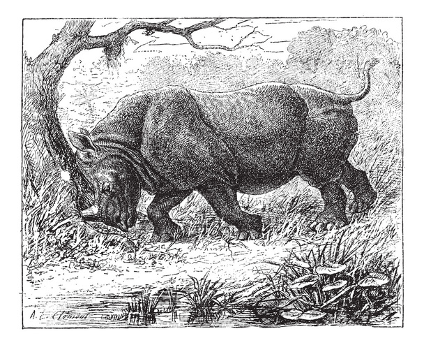 Rinoceronte, incisione vintage
. - Vettoriali, immagini