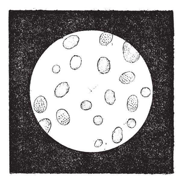 Fig. 2. Glóbulos blancos o leucocitos, grabado vintage
. - Vector, Imagen