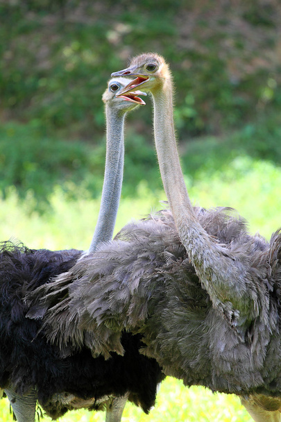 Stock de imagen de avestruz
 - Foto, imagen
