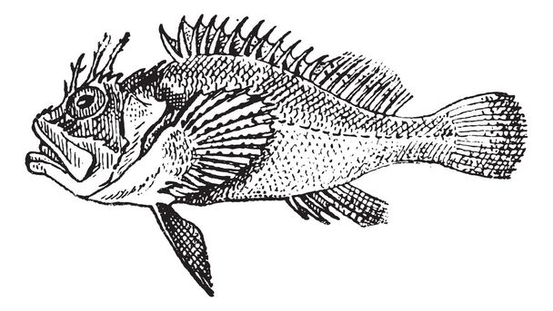 Rockfish or Stonefish, vintage engraving. - Vector, Image