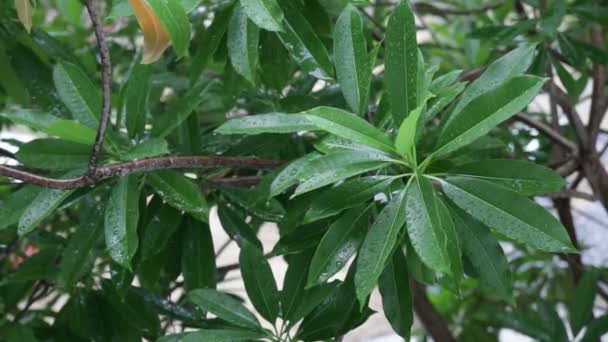 green Othalanga leafs - Footage, Video