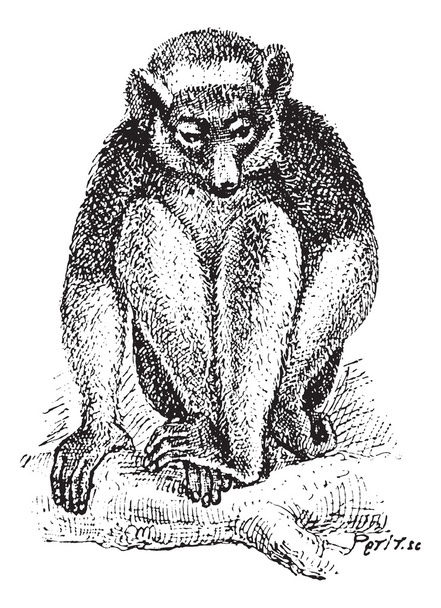Indri nebo babakoto vinobraní gravírování - Vektor, obrázek