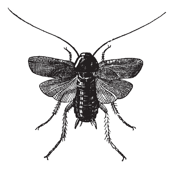 Fig 83. kakkerlak, vintage gravure. - Vector, afbeelding