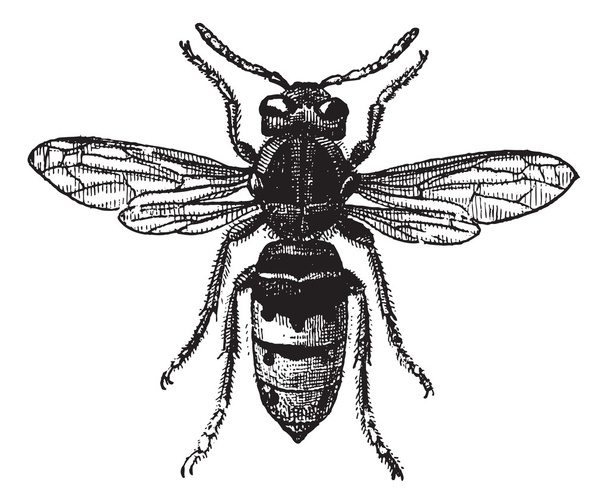Fig 12. Wasp, vintage gravure. - Vector, afbeelding