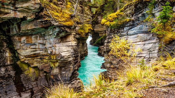 The  turquoise colored water of the Athabasca River as it flows through the Canyon - Photo, Image