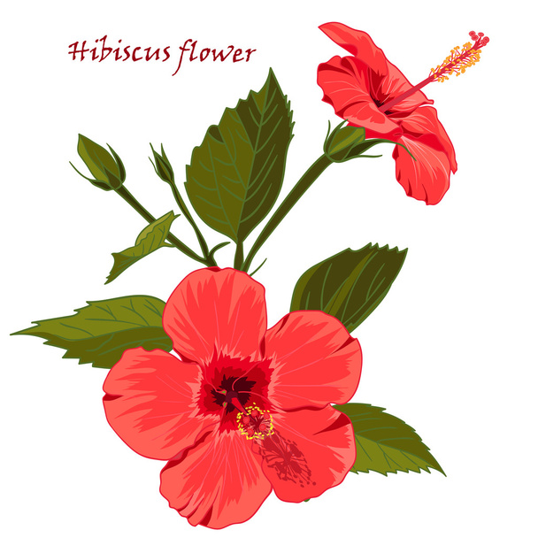 Hibiscus flower  in realistic hand-drawn style isolated on white background. - Vector, Image