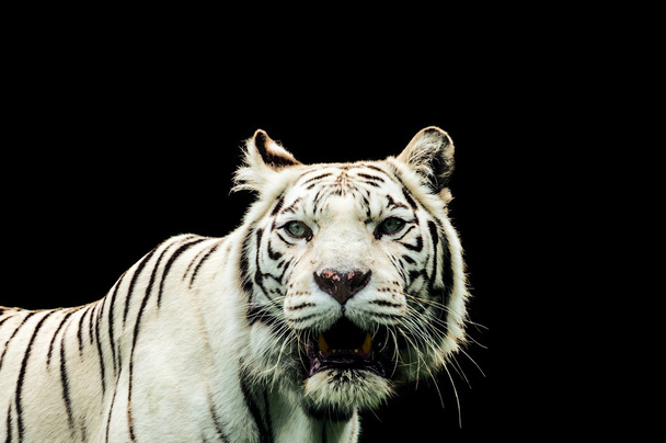 Portrait of a White Tiger - Фото, зображення