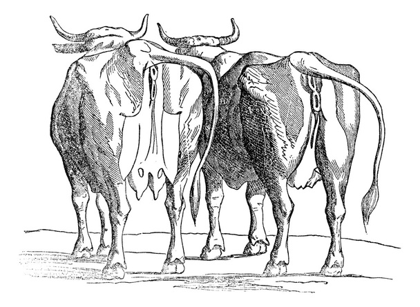 Cow udder, vintage engraving. - Vector, Image