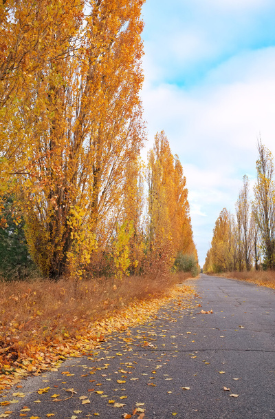 Όμορφο τοπίο με λεύκες, χρυσά φύλλα και δρόμο το φθινόπωρο. - Φωτογραφία, εικόνα