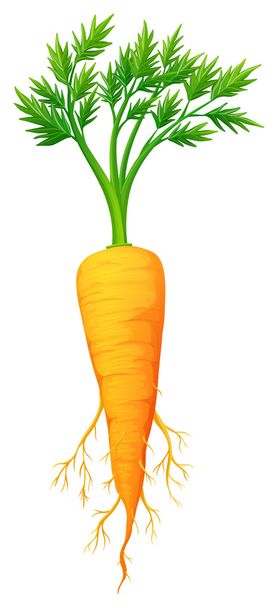 frische Karotte mit Blättern und Wurzel - Vektor, Bild