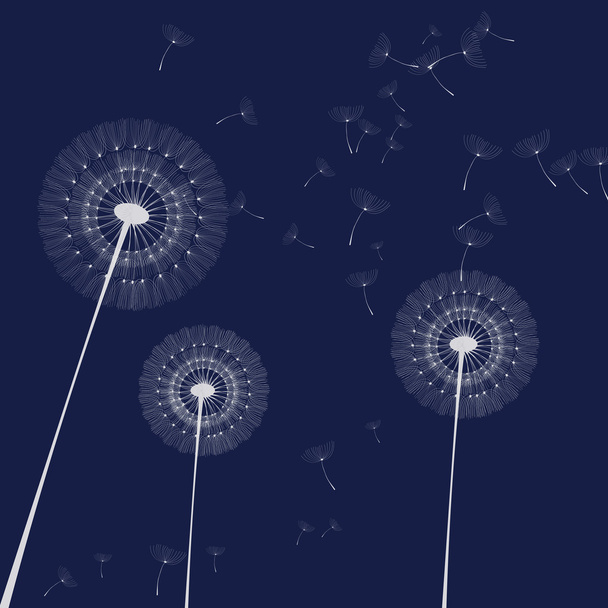 dandelions on a dark background - Foto, imagen