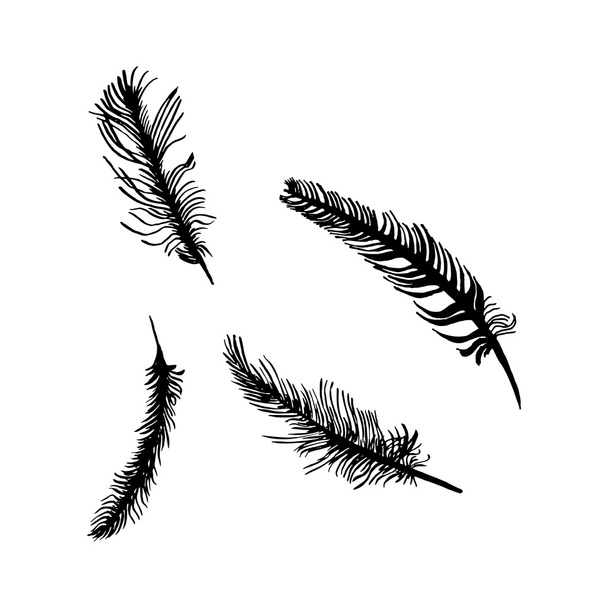 hand draw set of feathers on a white background - Vector, Image