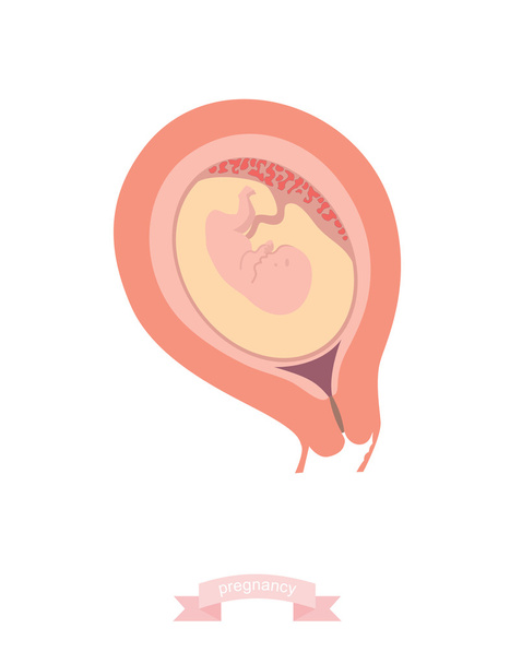 Ανθρώπινο έμβρυο μέσα στη μήτρα. Vector εικονογράφηση - Διάνυσμα, εικόνα