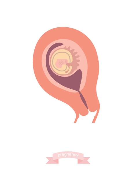 Feto humano dentro del útero. Ilustración vectorial
 - Vector, Imagen