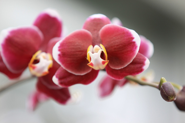orkide çiçekleri - Fotoğraf, Görsel
