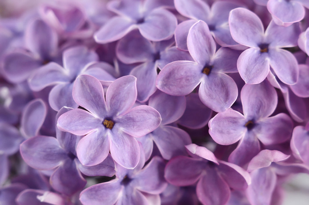 Flores de lila
 - Foto, imagen