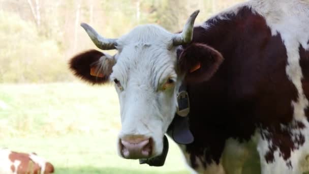 zbliżenie na głowie krowy, dźwięki dzwonka - Materiał filmowy, wideo
