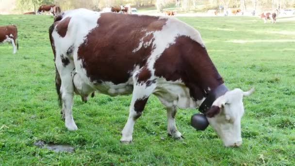 krowa z dzwonkiem, wypasania trawy, dźwięki dzwonka - Materiał filmowy, wideo