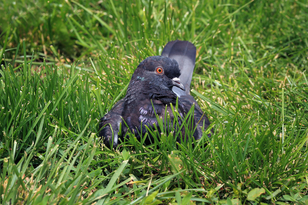 pigeon assis sur une herbe verte
 - Photo, image