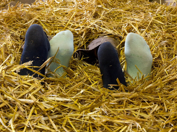 Dos pares de pies en heno
 - Foto, imagen