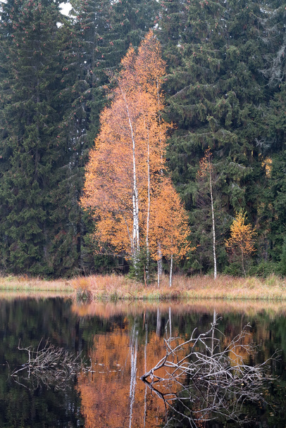 Σημύδα φθινόπωρο από τη λίμνη - Φωτογραφία, εικόνα